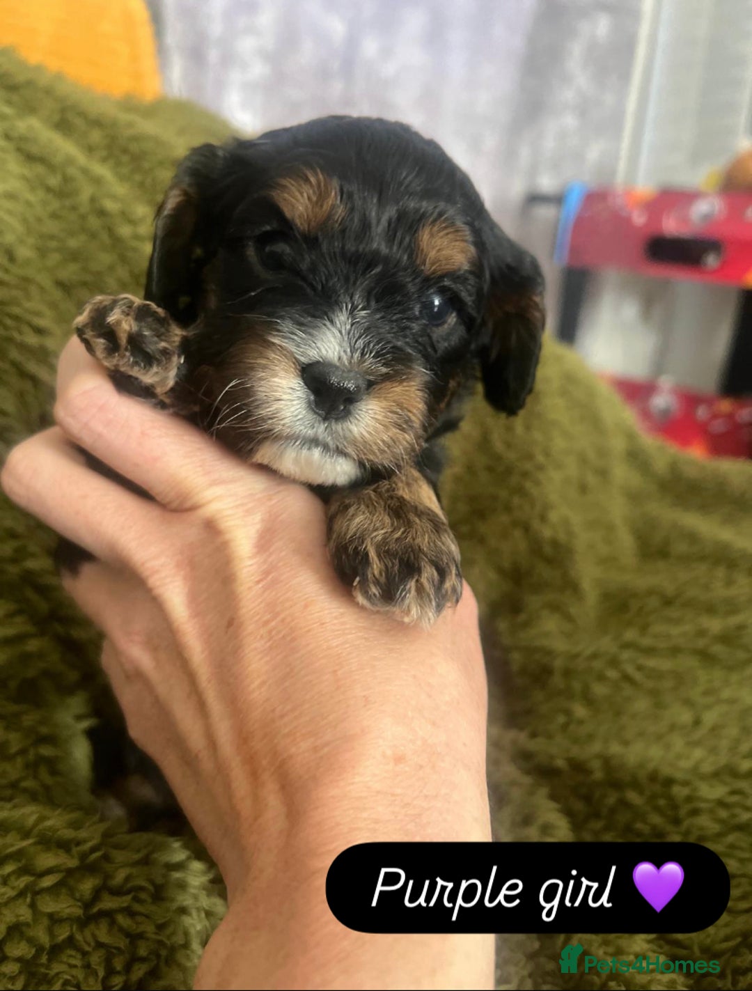 Cavapoo dogs for sale: Beautiful F1 cavapoos phantom 3 girls left 💜💖❤️ - Image 1