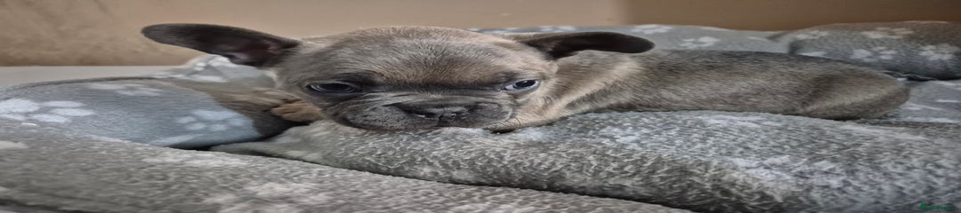 French Bulldog Puppy 4