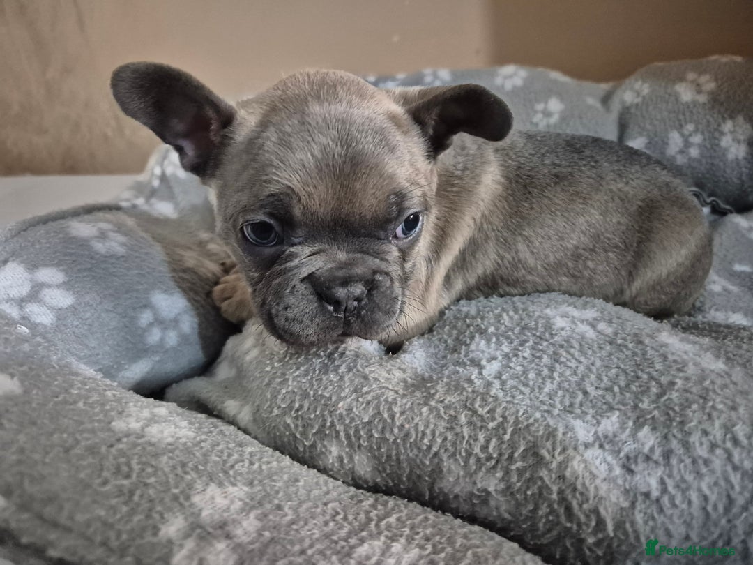 French Bulldog dogs for sale: Litter of French bulldog puppies - Image 4