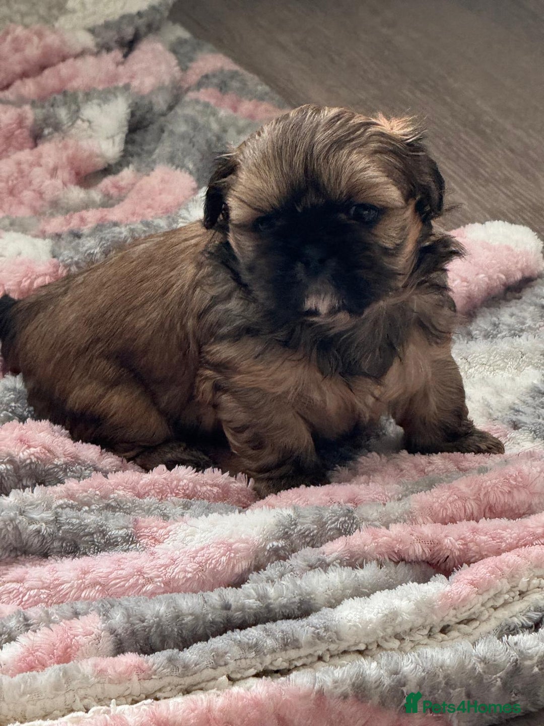 Shih Tzu dogs for sale: Pedigree imperial Shih Tzu puppies  - Advert 6