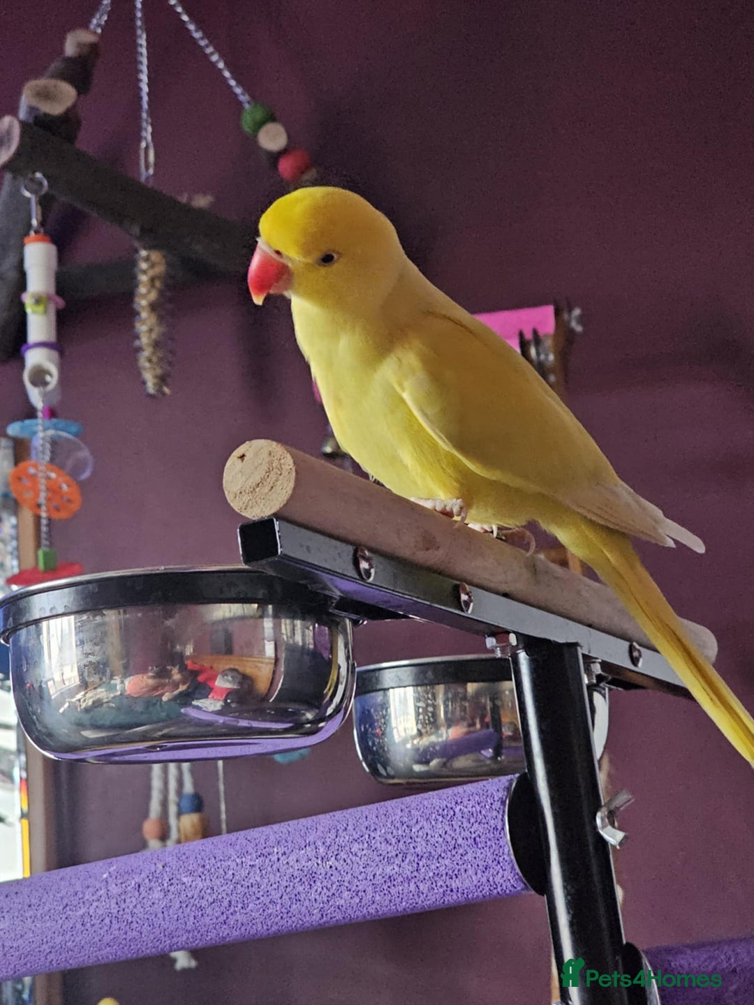 Ringnecks birds for sale: ringneck in Pontefract - Image 3