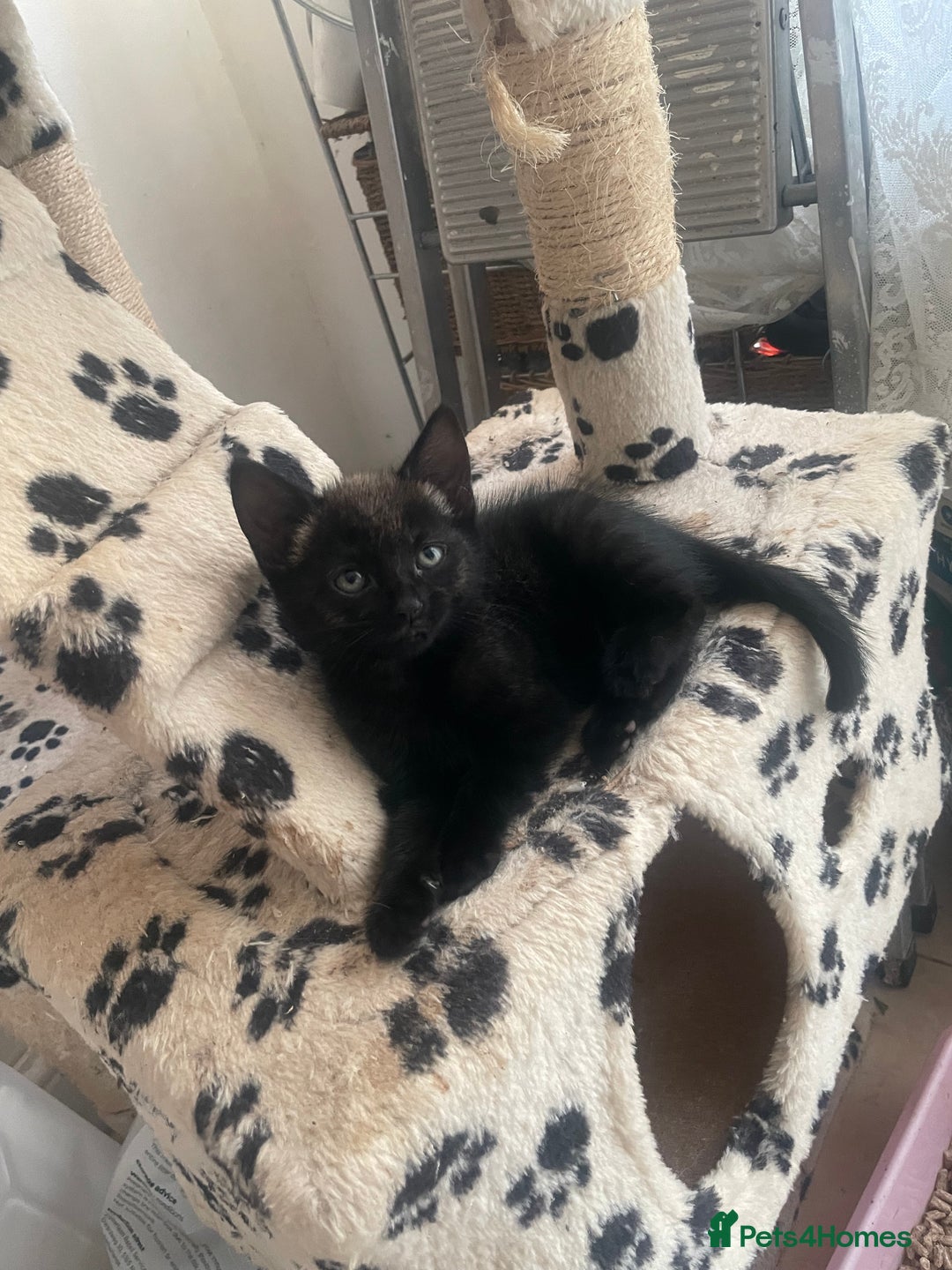 Mixed Breed cats for sale: Russian blu mix  - Image 20