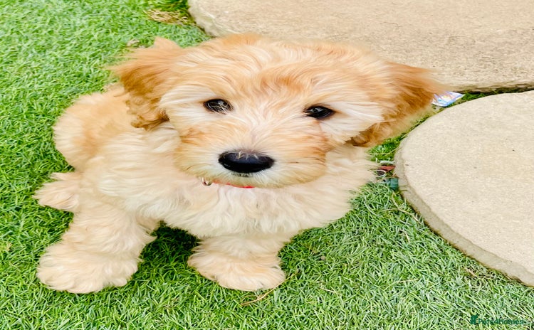 Labradoodle dogs - Advert 1
