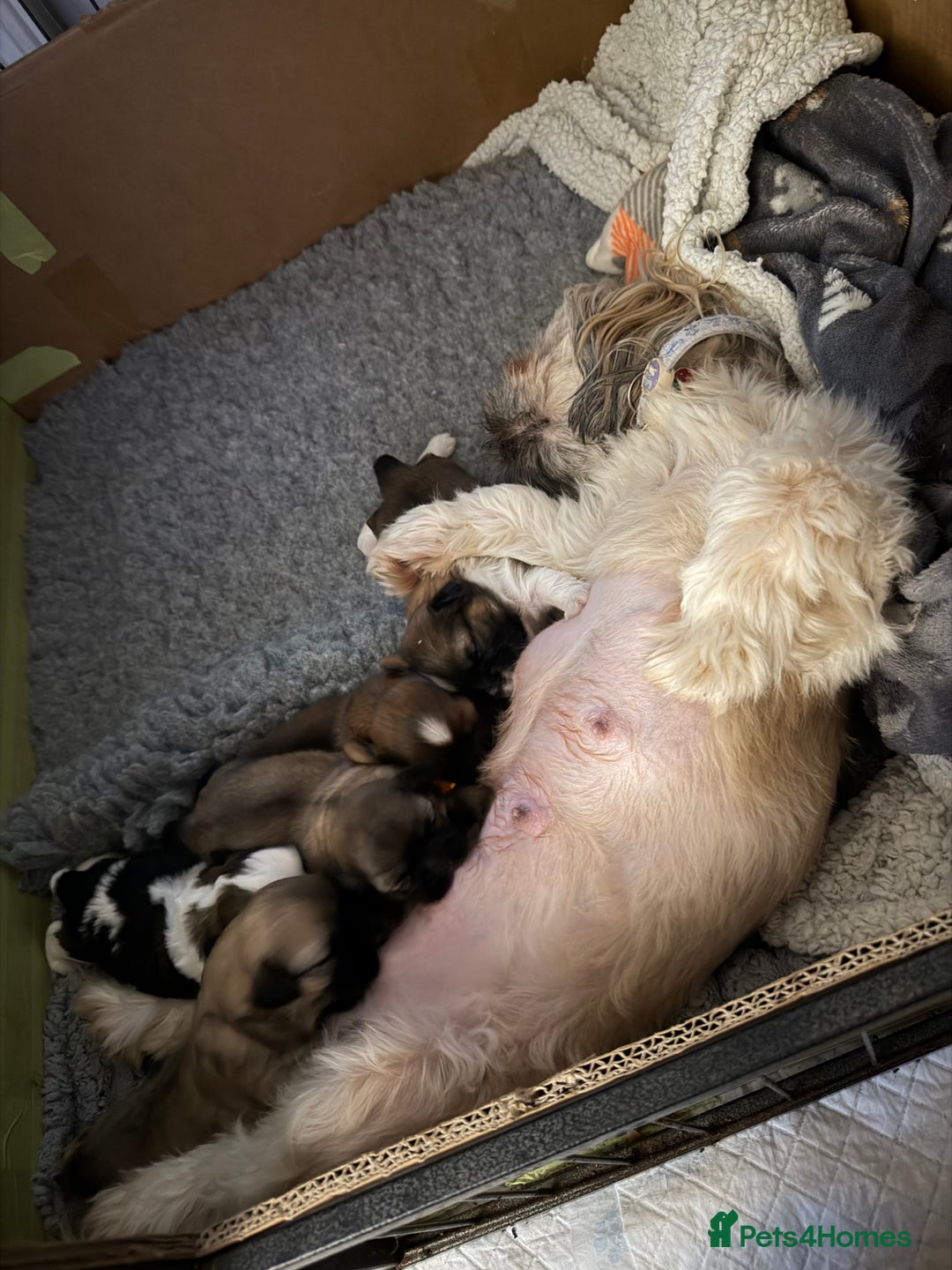 Shih Tzu dogs for sale: Shih Tzu’s  - Advert 11