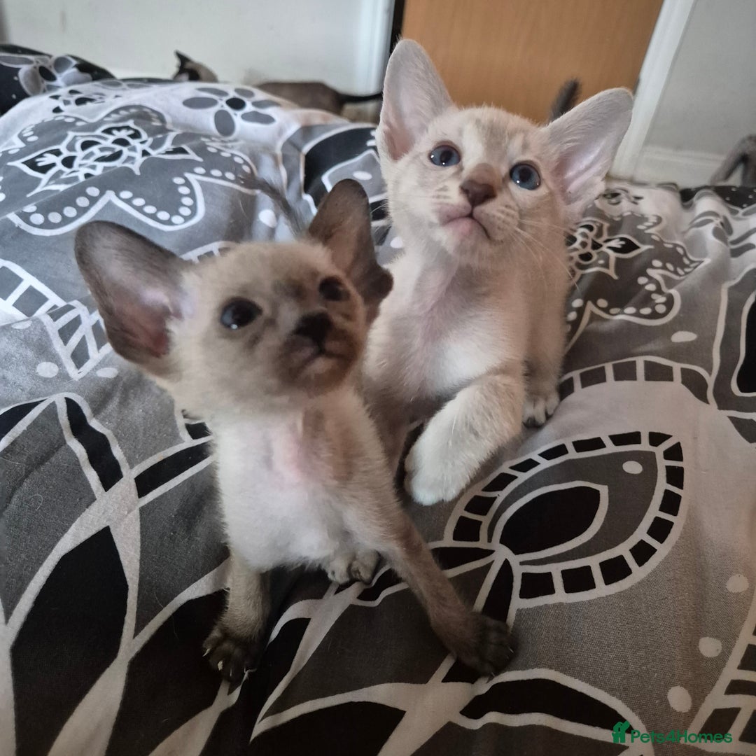 Oriental cats for sale: 2 Oriental boys left ( sold ) - Image 4