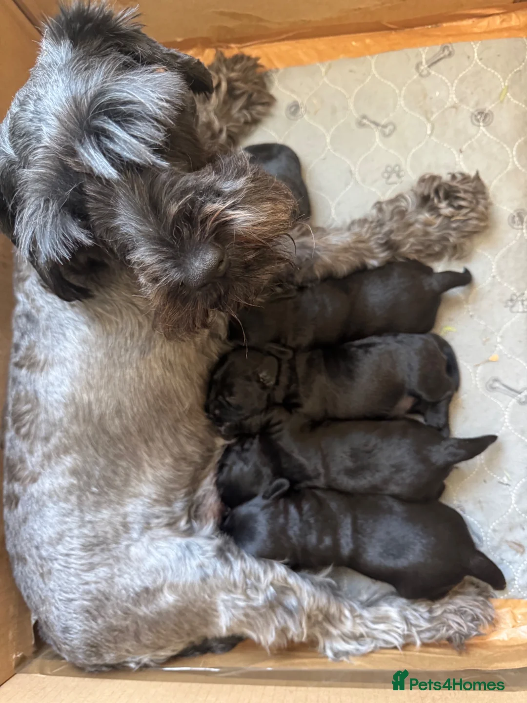 Schnoodle dogs for sale:  Toy Schnoodle puppies - Advert 2