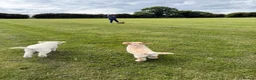 Goldendoodle dogs for sale: Fabulous Australian Doubledoodle Puppies  - Advert 9