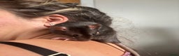 Rat rodents for sale: 2 pet female rats for rehoming  - Advert 3