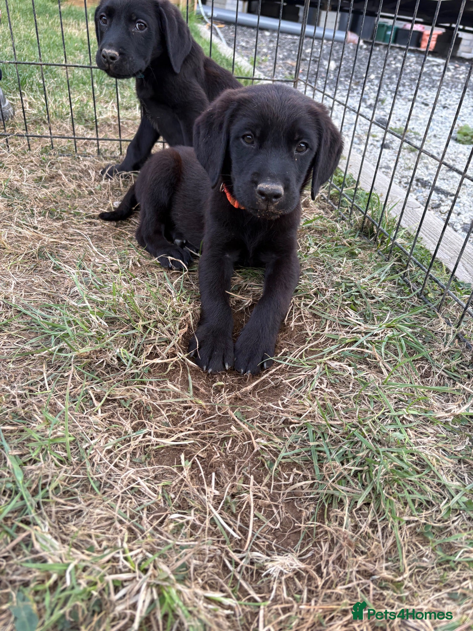 Labrador Retriever dogs 3 black boy Labrador puppies  - Advert 10