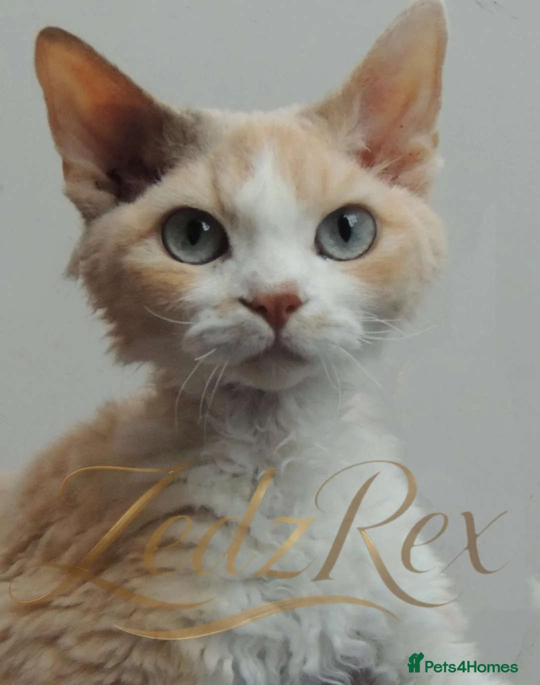 Devon Rex cats for sale: Lovely Longhaired Devon Rex  - Advert 1