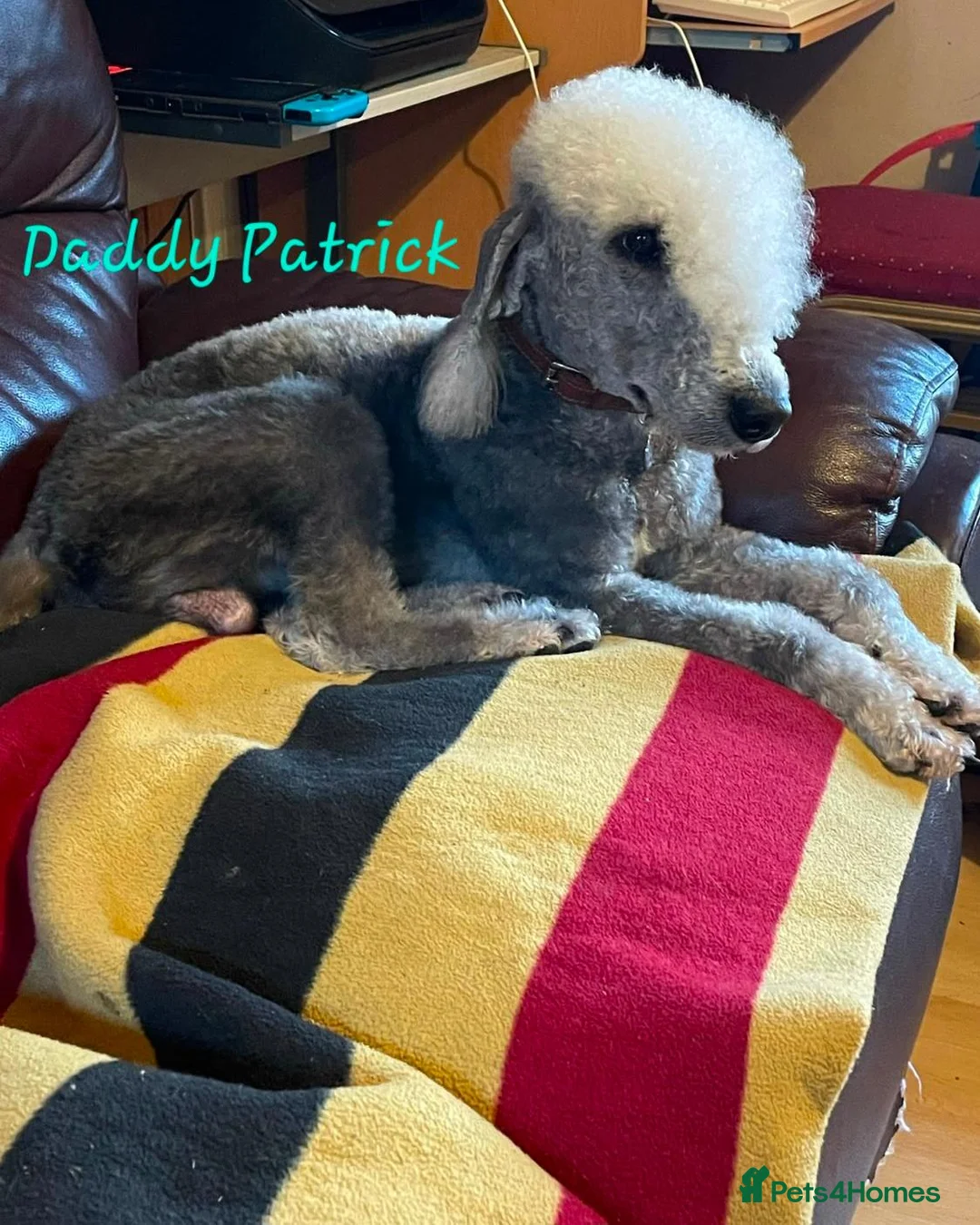 Mixed Breed dogs for sale: Beautiful Bedlington whippet puppies for sale in Newmarket - Advert 11