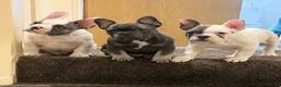 French Bulldog dogs for sale: Beautiful litter of 3 French bulldog boys  - Advert 6