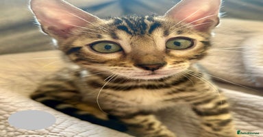 Bengal cats - Advert 2