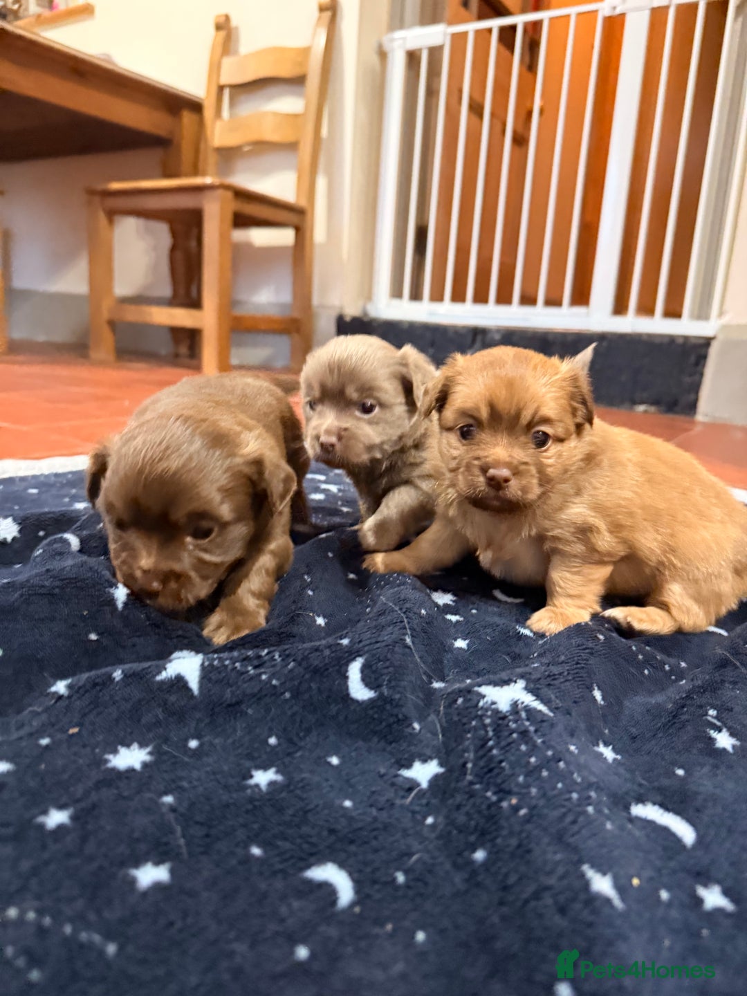 Mixed Breed dogs for sale: Outstanding chihuahua x miniature JRT puppies - Advert 5
