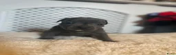 Staffordshire Bull Terrier dogs for sale: KC Registered Blue Staffordshire Bull terrier Pups - Advert 12