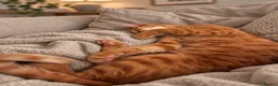 Mixed Breed cats for adoption: Gorgeous Jasper in Egham - Advert 2
