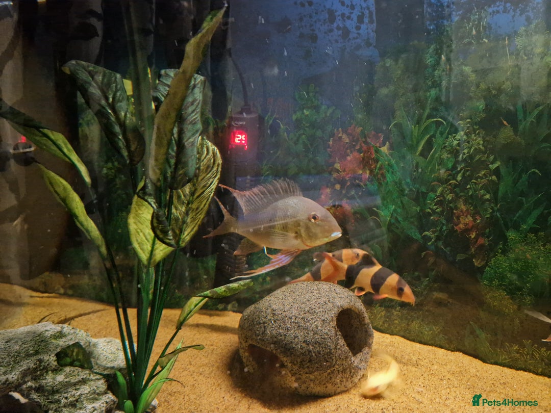 Cichlids fish for sale: Chiclids  - Advert 8