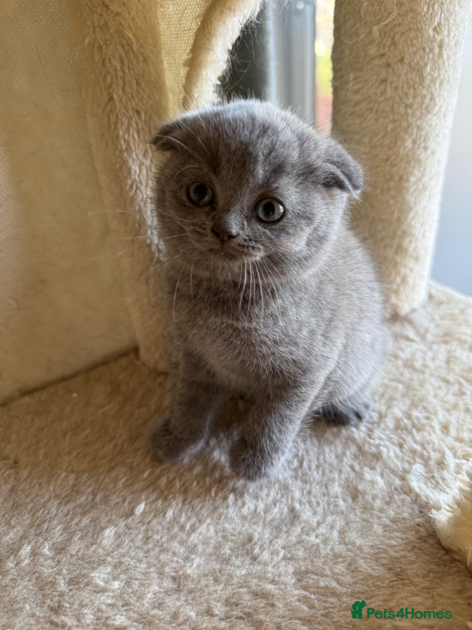 Scottish Fold cats LAST 2 stunning girls left🤩 - Advert 5