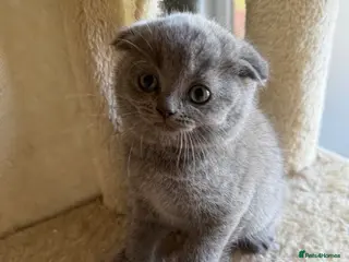 Scottish Fold cats LAST 2 stunning girls left🤩 - Advert 5