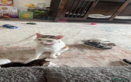Mixed Breed cats for sale: Mother and Daughter home needed - Image 2