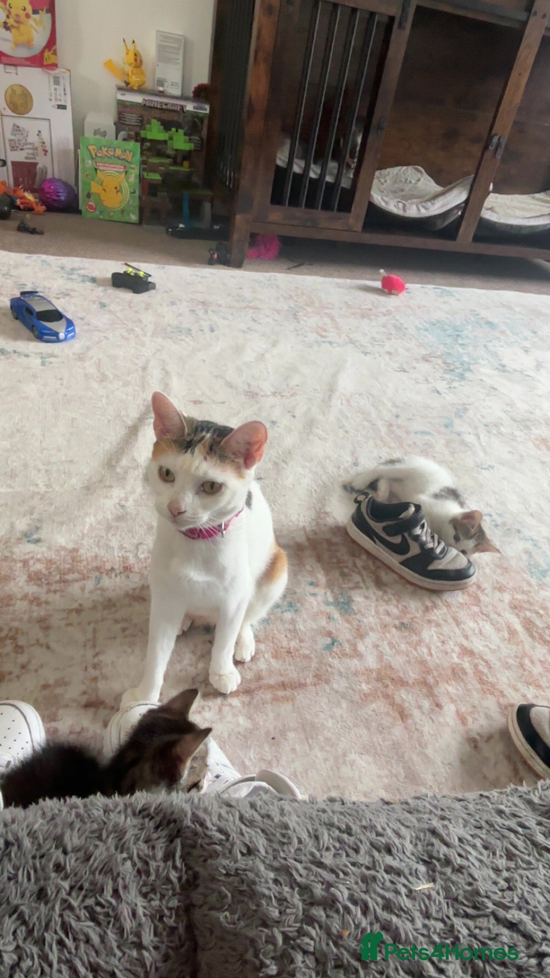 Mixed Breed cats for sale: Mother and Daughter home needed - Image 2