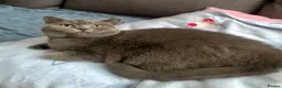British Shorthair cats for sale: Gccf registered British Blue boy - Advert 9