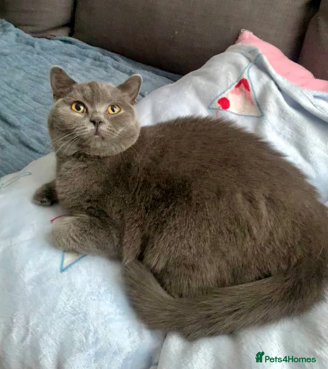 British Shorthair cats for sale: Gccf registered British Blue boy - Advert 9
