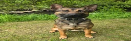 Belgian Shepherd Dog dogs for sale: Stunning Female Malinois  - Advert 2