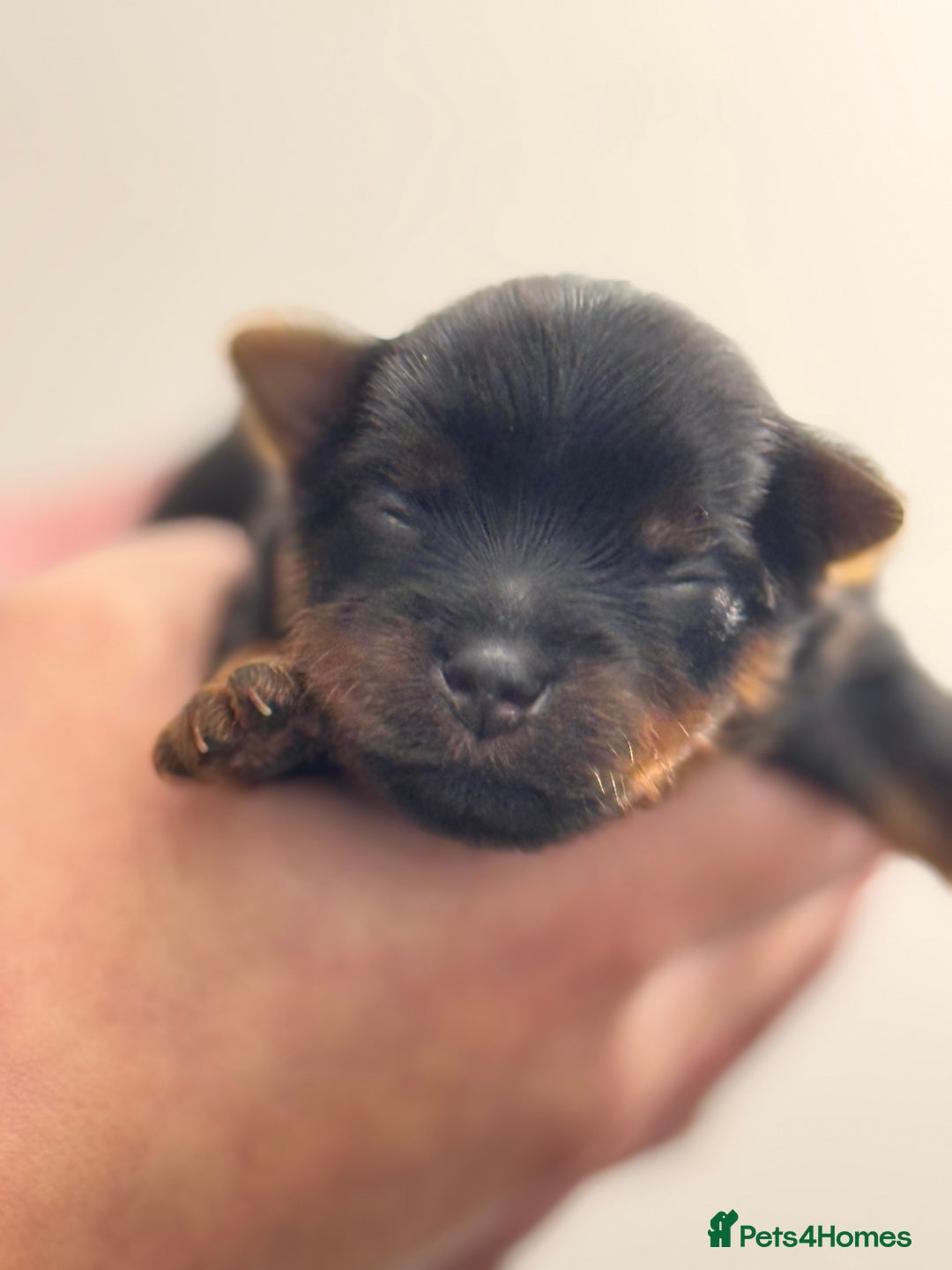 Yorkshire Terrier dogs for sale: Yorkshire Terrier Boys~Harry, Ron, Fred & George  - Advert 4