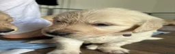 Golden Retriever dogs for sale: Golden puppies - Advert 7
