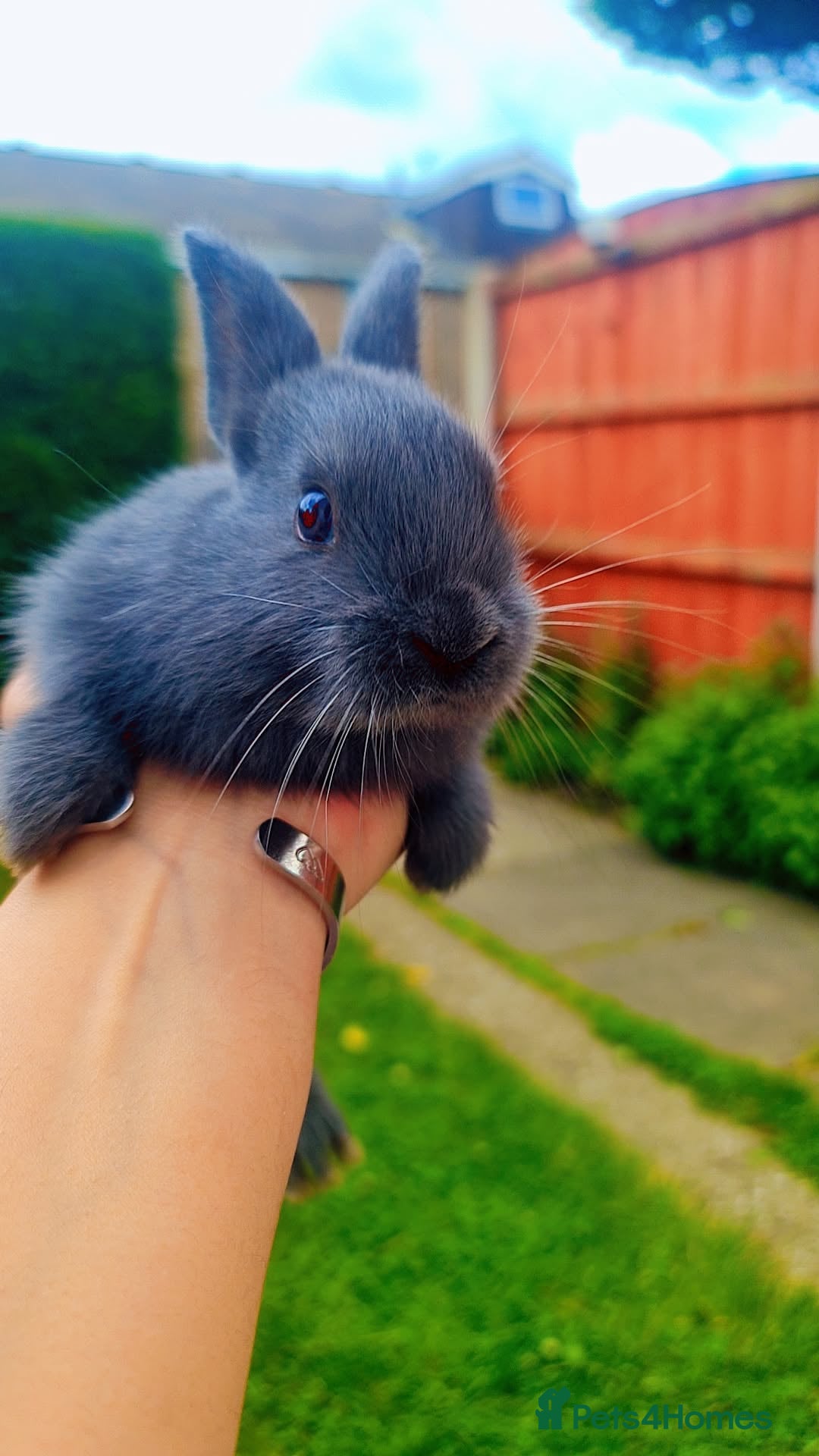 Alaska rabbits for sale: 6 Alaskan baby bunnies - Image 12