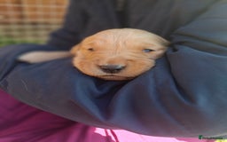 Golden Retriever dogs for sale: Working golden retriever puppies for sale  - Image 8