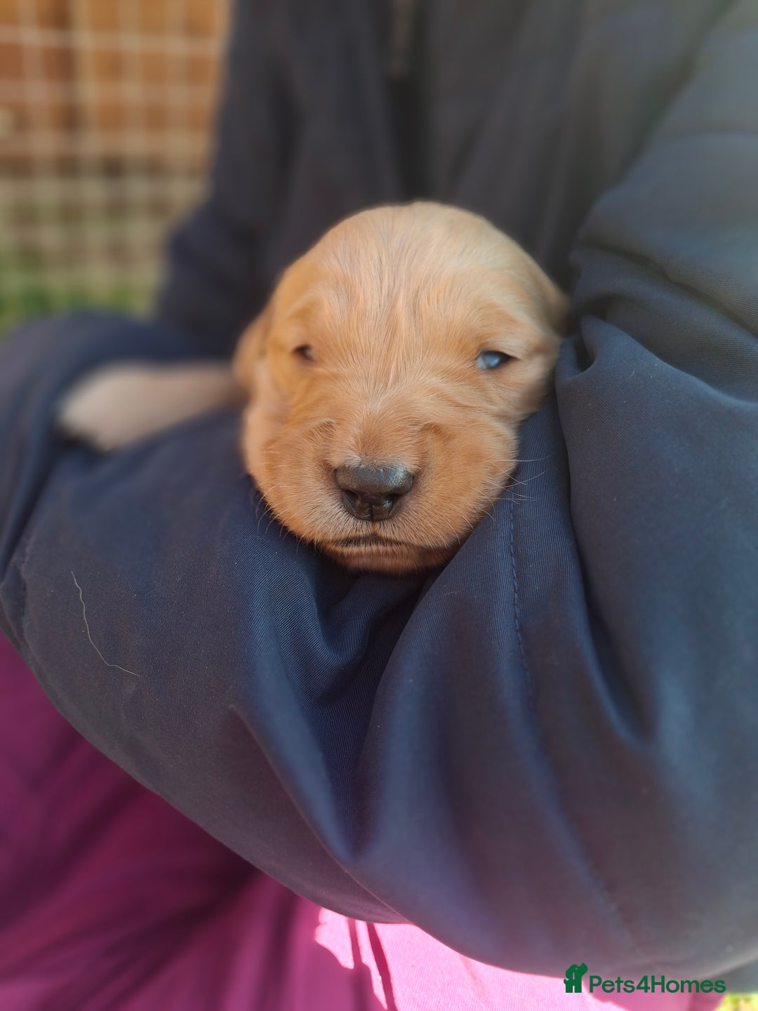 Golden Retriever dogs for sale: Working golden retriever puppies for sale  - Image 8