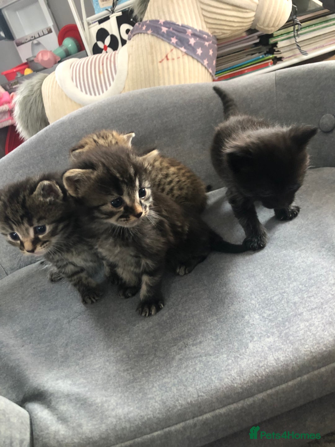 Bengal cats for sale: Kittens for sale  in Maesteg - Image 17