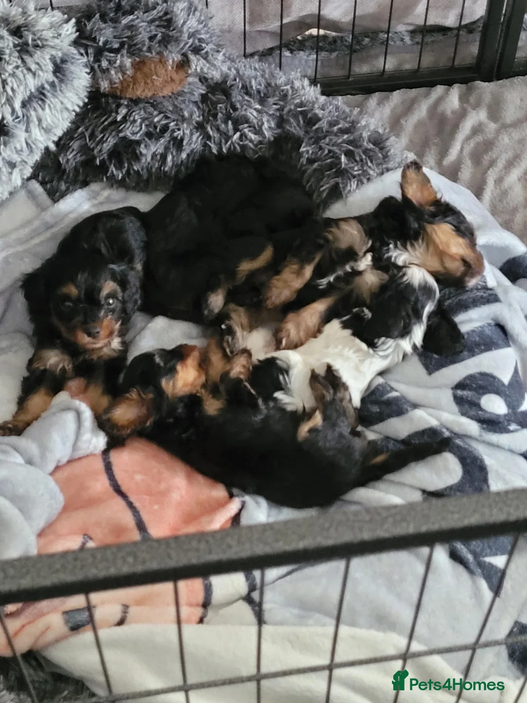 Cavapoo dogs for sale: Beautiful Cavapoo puppies  in Saint Asaph - Advert 2