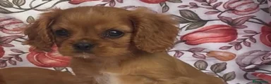 Cavalier King Charles Spaniel 1