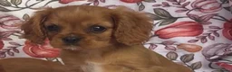Cavalier King Charles Spaniel dogs for sale: Beautiful Cavalier king Charles spaniel puppies - Advert 13