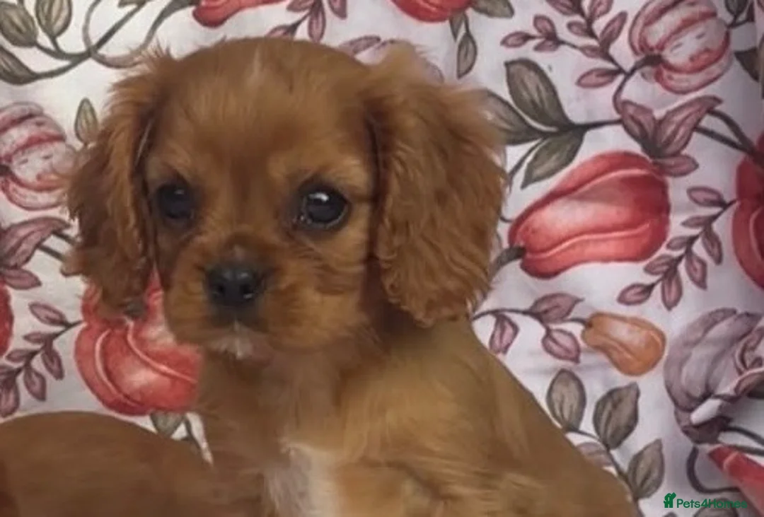 Cavalier King Charles Spaniel dogs for sale: Beautiful Cavalier king Charles spaniel puppies - Advert 13