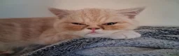 Exotic cats for sale: Gorgeous cream exotic shorthair  - Advert 8