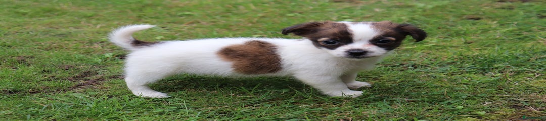 Jack Russell Puppy 4
