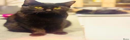 Mixed Breed cats for sale: 2 Black Cats Looking for Their Forever Home - Advert 2