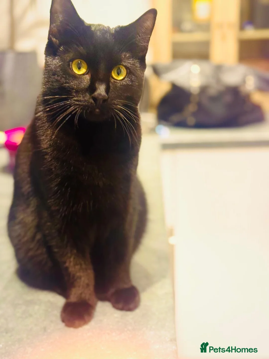Mixed Breed cats for sale: 2 Black Cats Looking for Their Forever Home - Advert 2