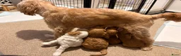 Cockapoo dogs for sale: Beautiful F2 Cockapoo Puppies – Due October in Southampton - Advert 8