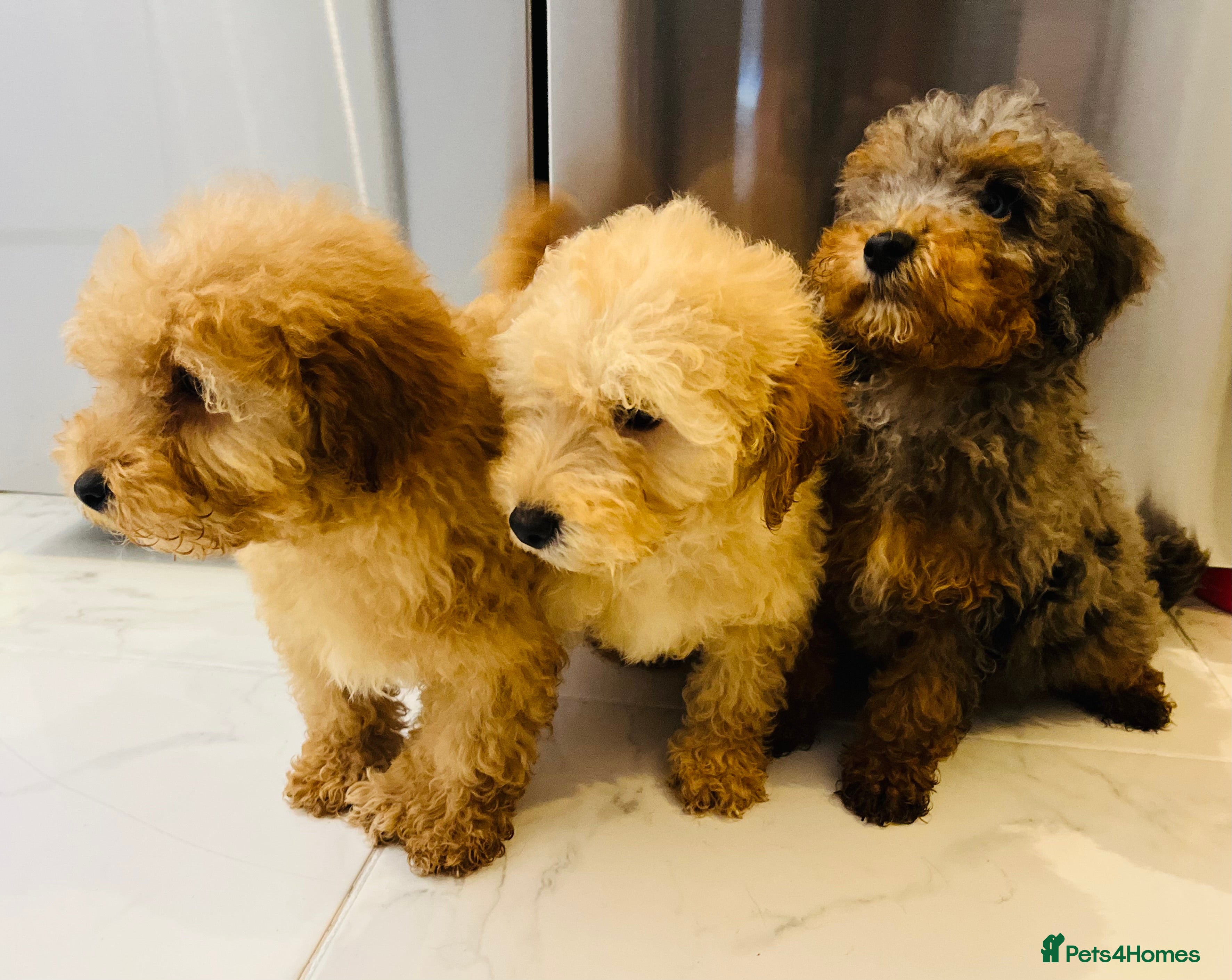 Miniature Poodle dogs 3 Miniture beautiful poodles boys  - Advert 6