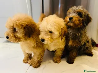 Miniature Poodle dogs 3 Miniture beautiful poodles boys - Advert 6
