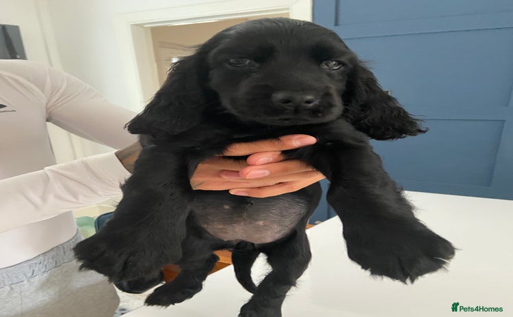 Cocker Spaniel dogs - Advert 9