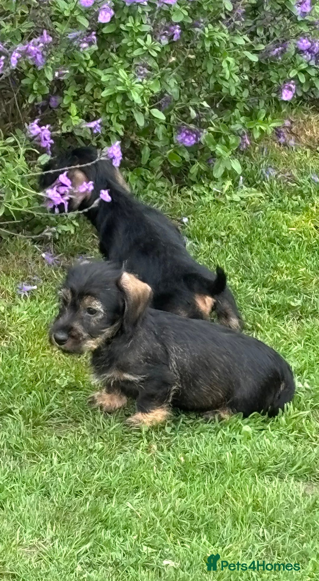 Miniature Dachshund dogs for sale: Wire Haired KC Miniature Dachshund  - Image 18