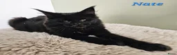 Maine Coon cats for sale: 7 GORGEOUS MAINE COON BOYS - Advert 13