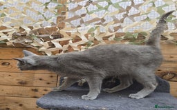 Russian Blue cats for stud: STUD ONLY Russian Blue Champion GCCF & TICA - Image 6