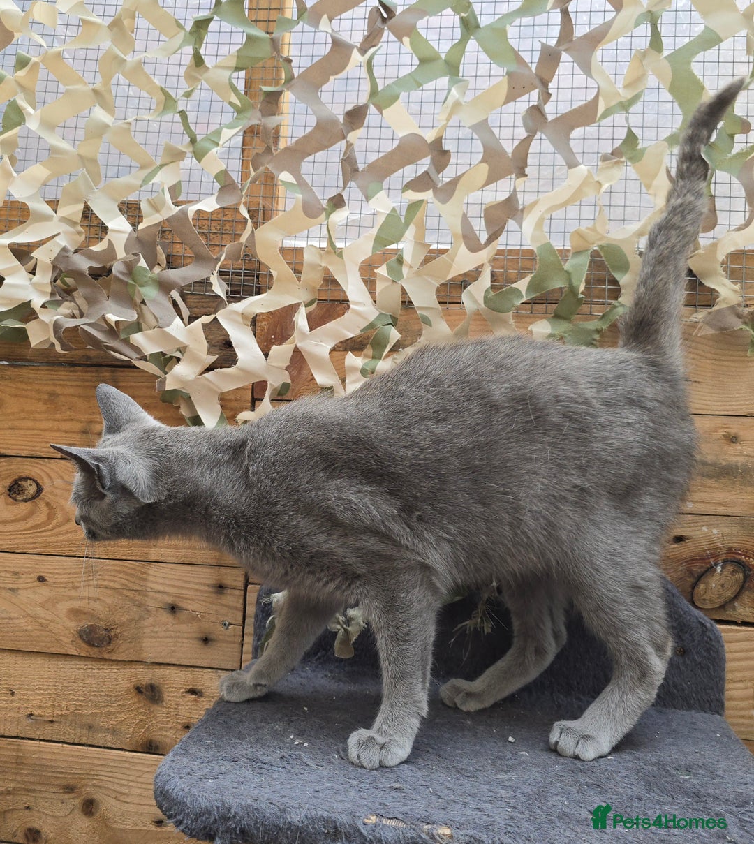 Russian Blue cats for stud: STUD ONLY Russian Blue Champion GCCF & TICA - Image 6